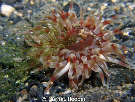 Vegetarian Dahlia anemone (Urticina felina)! Subject appr... by Garnet Hooper 