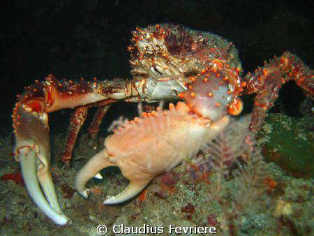 Spider Crab by Claudius Fevriere 