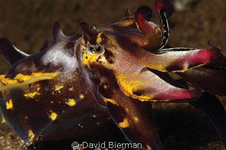 Flamboyant Cuttlefish from Dauin by David Bierman 