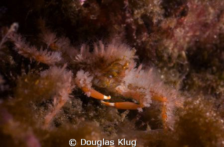 Hairy.  A crevice spider crab hides on the reef at Anacap... by Douglas Klug 
