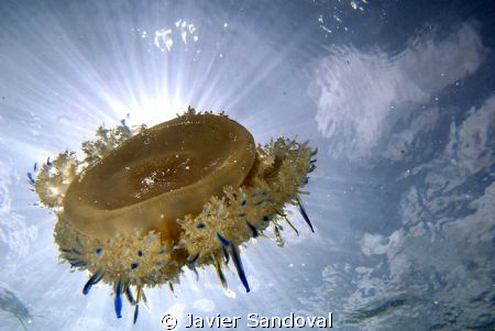 Jellyfish with sun behind by Javier Sandoval 