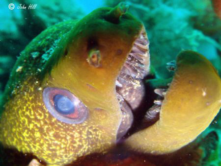 Undulated Moray coming for a look!  Sony Cyber shot by John Hill 
