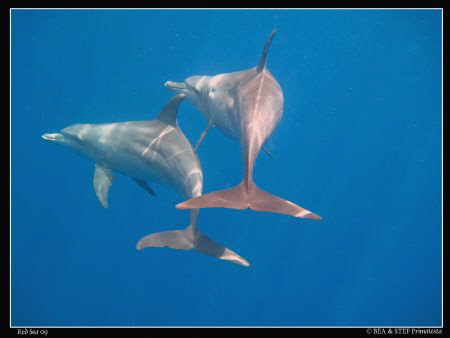 Dolphins (Tursiops truncatus). Canon Ixus 980. by Bea & Stef Primatesta 