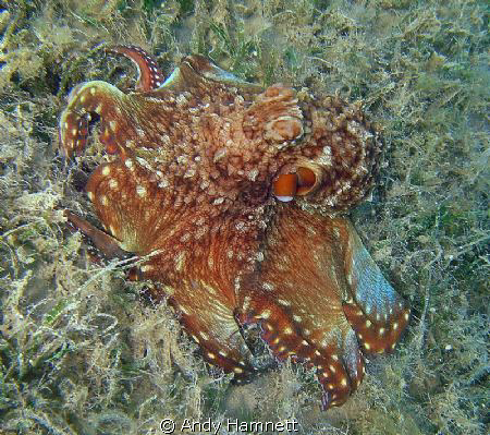 Octopus while snorkeling. Safaga. by Andy Hamnett 