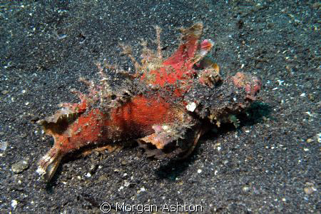 I "think" this is a bearded ghoul. Taken in Lembeh with a... by Morgan Ashton 