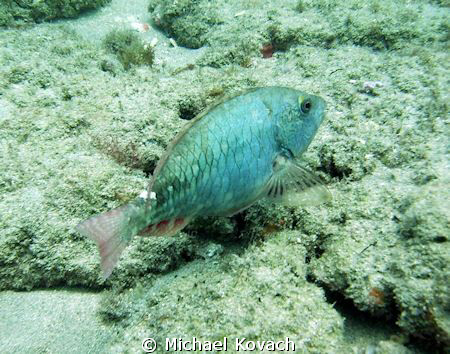 Parrotfish on the Inside Reef at Lauderdale by the Sea by Michael Kovach 