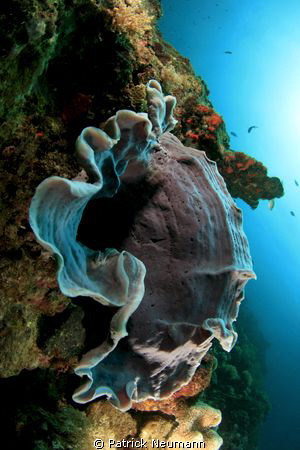 reefscene in Papua yaken with Canon 400D/Hugyfot by Patrick Neumann 