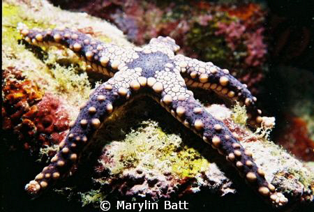 Small Purple star fish.  Nikonos V 1:2 extension tube by Marylin Batt 