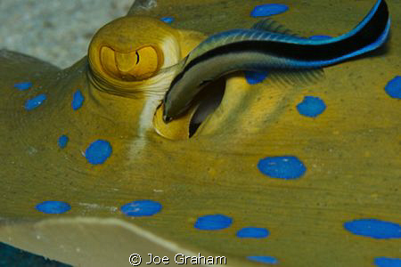 Bluespotted sting ray at  a cleaning station being cleane... by Joe Graham 