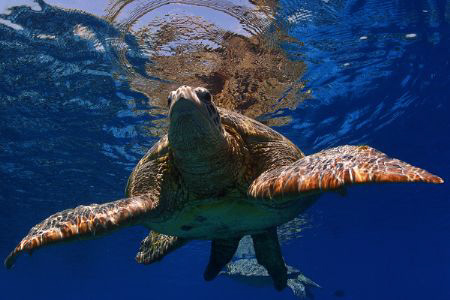 green turtle going for a sip of air by Michel De Ruyck 