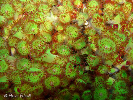 Strange pigmentation of mediterranean jewel anemone (Cory... by Marco Faimali 