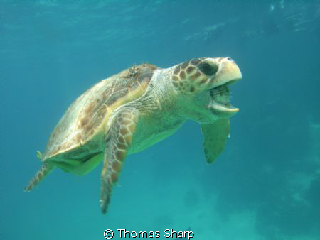 Loggerhead Turtle with puffer in mouth by Thomas Sharp 