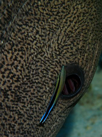 Beauty spa for Giant Morays. This cleaner wrasse was bein... by James Dawson 