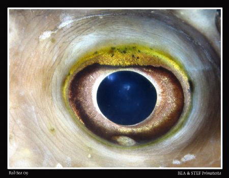 "Eye". Canon G10 & Inon D2000 strobe by Bea & Stef Primatesta 