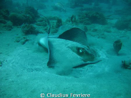 Southern Stingray by Claudius Fevriere 