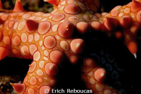 Fingerprints of a Starfish?
D80, 50mm by Erich Reboucas 