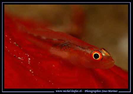 A very small Symbiotic Gobie on a Red Spong. They really ... by Michel Lonfat 