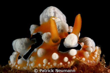 Nudi from Anilao :-)
taken with Canon 400D/Hugyfot by Patrick Neumann 