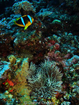 Another beautiful Fiji dive shot. by Dianne Cooper 