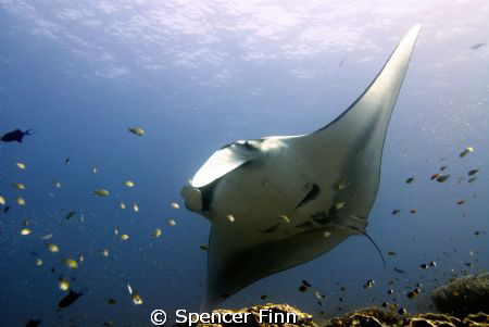Shot with a 12mm lens in Koh Bon, Thailand. The Manta's h... by Spencer Finn 