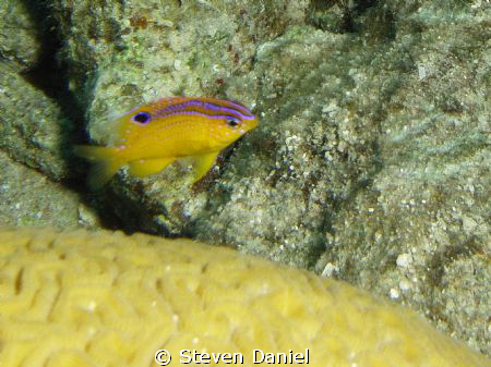 Juvenile Rock Beauty swimming around a smal coral head ne... by Steven Daniel 