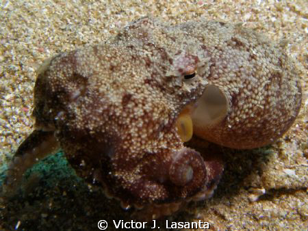 baby octopus at crash boat dive site in AGUADILLA , PUERT... by Victor J. Lasanta 