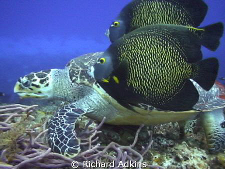 I was making underwater video in Cozumel last week and ca... by Richard Adkins 