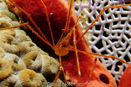 Spider Crab shot quite close with Subal system, (2) Inon ... by David Hoffman 