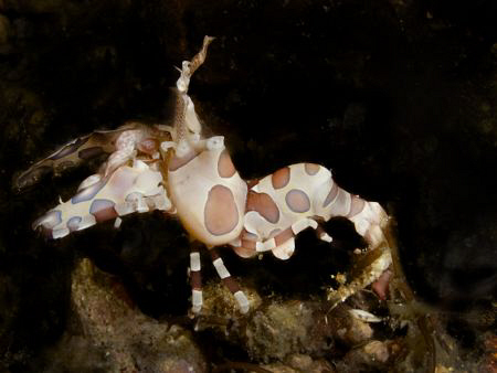 Harlequin shrimp. Canon G10... by Andrew Macleod 