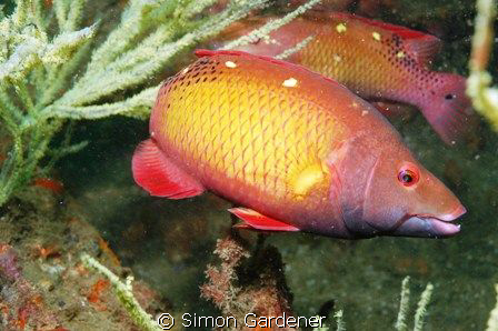 diana hogfish

shot at inchscape 2 khor fakkan ,UAE by Simon Gardener 