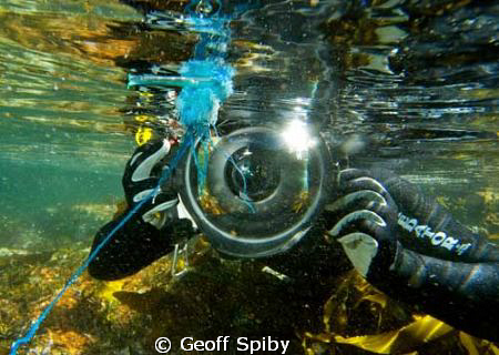 my dive buddy Jean getting up close to a bluebottle
Fals... by Geoff Spiby 