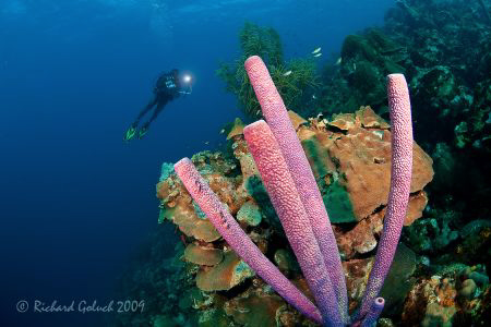 Diver and a Tube Sponge-Bonaire 2009 by Richard Goluch 