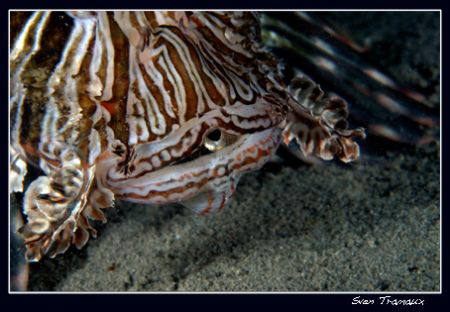 The last look... lionfish gulping it's dinner. by Sven Tramaux 