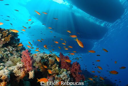 Coral Garden on Jackson Reef and moored boats above.. by Erich Reboucas 