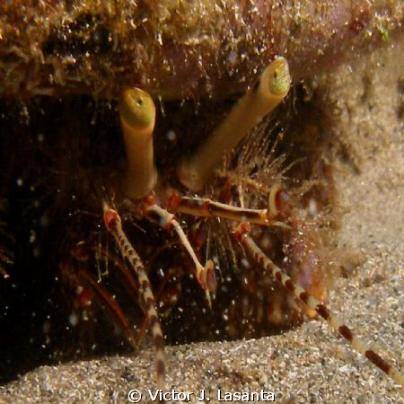close-pu look to a hermit crab at crash boat dive site in... by Victor J. Lasanta 