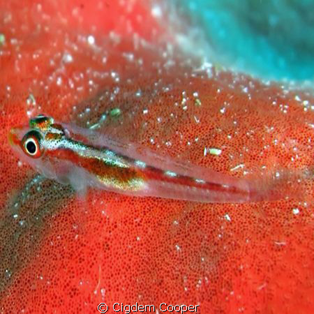 goby on red sponge by Cigdem Cooper 