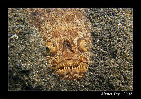 Devil fish, Lembeh channel, Kunkungan Bay, Dive site:Telu... by Ahmet Yay 