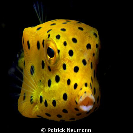 spotted boxfish taken with Canon 400D/Hugyfot by Patrick Neumann 