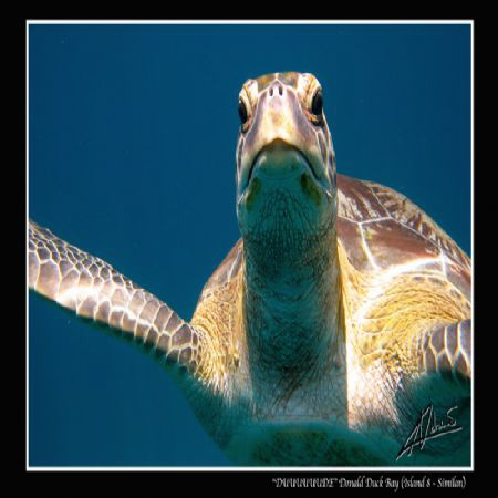 the "usual" green turtle hanging around the back of our b... by Adriano Trapani 
