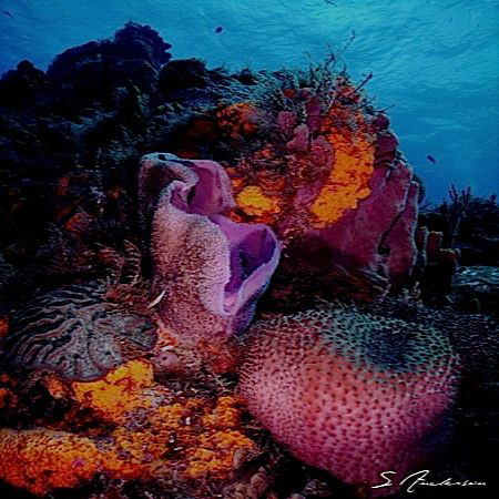 This image of sponges and soft corals was taken at Palanc... by Steven Anderson 