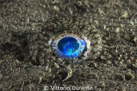 Eye of a Fishing-frog by Vittorio Durante 