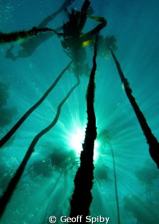sun and kelp by Geoff Spiby 