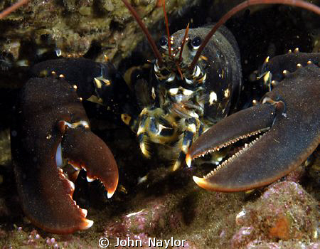 common lobster D200 60mm St.Abbs marine reserve Scotland by John Naylor 