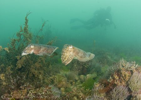 Cuttlefish. Babbacombe. D200, 16mm. by Derek Haslam 