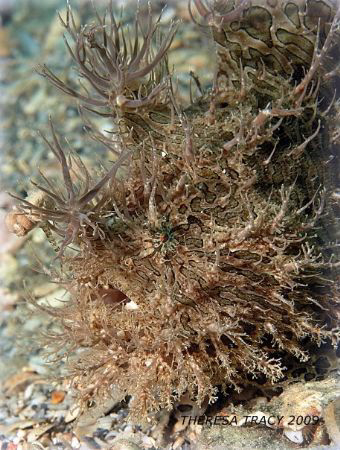 Striated frogfish at the Blue Heron Bridge in Palm Beach,... by Theresa Tracy 