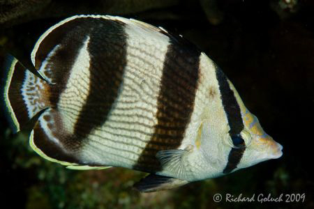 Banded Butterflyfish-no croping-Bonaire 2009 by Richard Goluch 