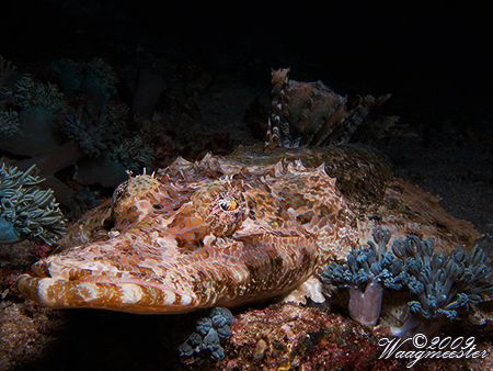 Crocodile fish (Cymbacephalus beauforti) - Banta island, ... by Marco Waagmeester 
