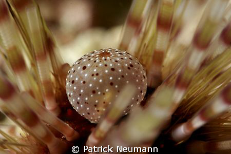 craw of an sea-urchin ... amazing nature ... no crop by Patrick Neumann 