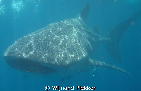 Whaleshark snorkeling. by Wijnand Plekker 