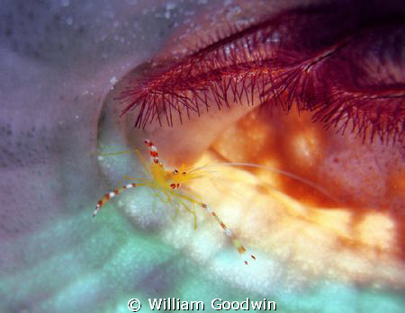 The rainbow within ... Golden Coral Shrimp in a branching... by William Goodwin 